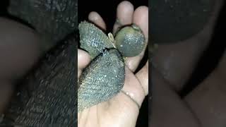 Dapat lagi kerang bulu