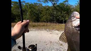 pesca de black drum [ corvinna Negra] #fishing #305kayakfishing #fishing #todosobrepesca