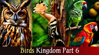 Kingdom of Birds Part 6 | Vibrant World Of Birds