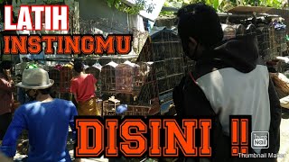 KIOS BURUNG DI PINGGIR JALAN, TAPI JADI TEMPAT FAVORIT BUAT NGOMBYOK BURUNG || GREBEK PASAR BURUNG