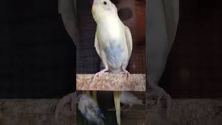 Budgie sounds 2Months Budgie by akshimokshi8415