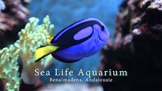 Visite de l'Aquarium Sea Life à Benalmadena