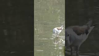 Stilt searching for food🍲 #stilts #stilt  #birds #shortsfeed #beautifulbird #beautiful #beauty #love