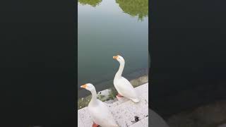 Beautiful Goose Couple | Bangladeshi Raj Hash In Nature🦢 #short #bangladesh