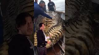 Giant Sea monster #Shorts #Viral #trending