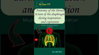 Thorax anatomy | diaphragm| #thorax #anatomy #muscle #shortsfeed #shortvideos #trending #short