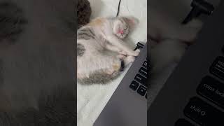 Kitten Finds the Perfect Spot    #kitten