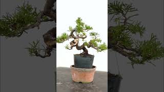 Juniper Itoiwaga from Cuttings  #bonsai #bonsaitechniques #howtobonsai