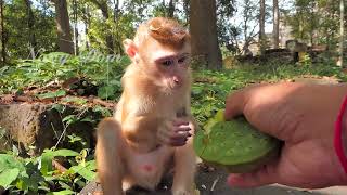 I tried to give Carlos some lotus fruit after he came out of the forest, he looked very hungry.