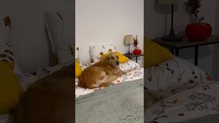 Welcome to my apartment! 😎 #goldenretreivers #puppy #goldenretreiver #pets #funny #animals