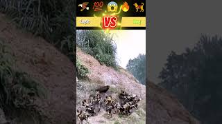 Eagle Vs Dogs |Fakt time