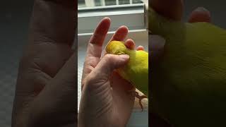 Baby lovebird Mango loves snuggling. #lovebirds #petbird #funnypets