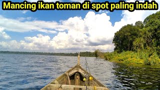 Mancing ikan Toman babon super kuat !!!!.awas tali bisa putus