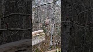 Barred Owl Studying me!