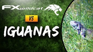 FX Wildcat vs Iguanas | Pest Control | Orion the Iguana Hunter