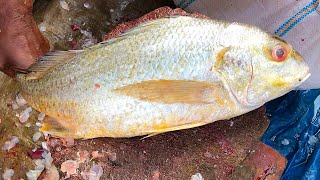 Asian Sea Bass Fish Cutting By A Bangladeshi Fishmonger