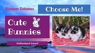 DISCOVER CUTENESS - Cute Bunnies 5+ Weeks Old