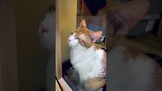 What a SNEAKY CAT. (Hilarious Cat video)