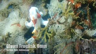 Frogfish & Shrimps at Seraya @AMED BUDDHA DIVING