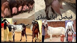 faisalabad bakra mandi { latest updates } niamuana mandi faisalabad fresh rates of animal