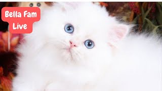 My cute baby kitten Bella live #kitten #livestream #bellafam #cutebaby