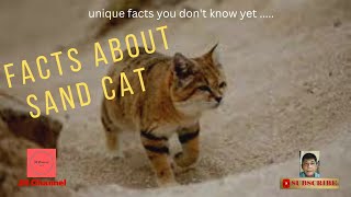 8 Middle Eastern Sand Cat Facts, Unique facts you don't know yet…