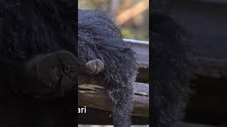 Fakta Binturong Part. 2 #faktamenarikbinatang #animals #informasihewan #disneymovie #hewancerdas