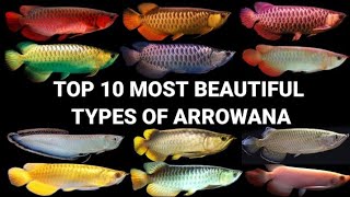 TOP 10 MOST BEAUTIFUL TYPES OF ARROWANA