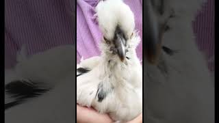 Chick with heart feathers 🥰 #animales #birds #babychicks #babyanimals #heart #love