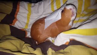 Arrow Guinea Pig getting guinea pets and giving piggy kisses