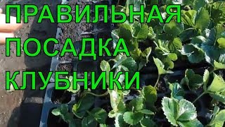 Как правильно посадить кассетную рассаду клубники, сорт Мальвина