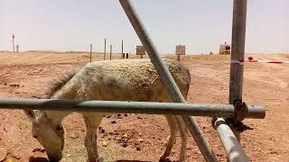 Working in the site/ A Donkey visited and Inspect my work.    Terex AC 160-2.