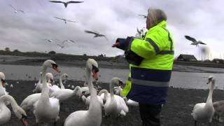 Swans on the river at Hullbridge Essex