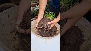 Plant Repotting 125 (rain lily)..#shortvideo #trendingshorts #viralvideo #gardening