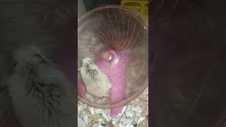 Small pets _ Roborovski hamster pets #shortvideo (5)