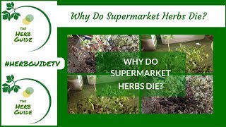 Why Do Supermarket Herbs Die?