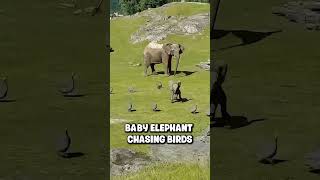 BABY ELEPHANT PLAYING AROUND WITH BRIDS 🐘 #elephant #wild #wildlife #babyelephant #viral #fyp