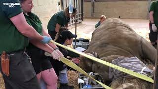 Southern white rhino has first dental check-up at Whipsnade Zoo