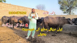 Neli Daryae Satlug ki khubsurt jhoti For Sale Okara Animal Tv 28/5/2024