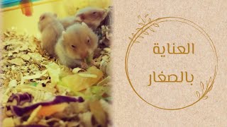 كل ما يخص العناية بصغار الهامستر 🐹🤍