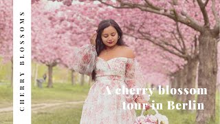 Cherry Blossom Tour In Berlin #cherryblossom #berlin #fyp