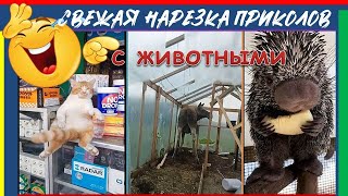 Свежая нарезка приколов с животными! Лучшее из соц.сетей. Сентябрь 2024