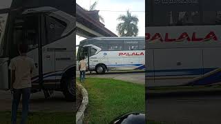 Bus PALALA julukan anak daro otw jakarta#videoshorts #busmania #bus