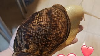 Caracol Gigante Africano ha despertado