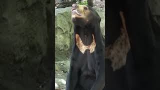 Quick Sun Bear Facts - The Liquid GOLD Connoisseur - Animal a Day #shorts #animals