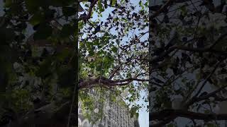 Tree and birds #viral #travel #shortvideo #video #youtubeshorts #youtube #nature #shortsyoutube