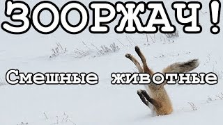 ЗООРЖАЧ! Самые смешные животные 2016 года!