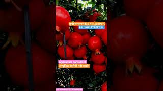 POMEGRANATE FARMING....#india #banana #garlicfarming #pomegranate #pmmodi #sheti #song #shorts