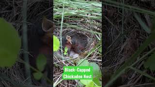 Black-Capped Chickadee Chicks