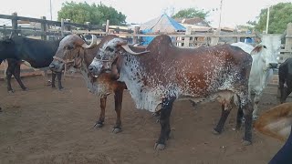 Venha conhecer a tradicional feira de gado de Tabira no Sertão de Pernambuco(2)